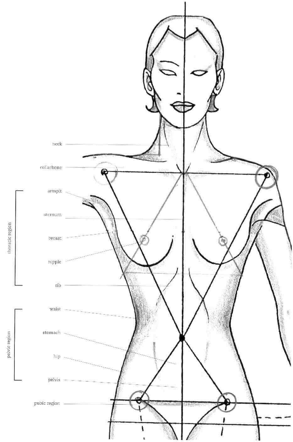 Части тела на груди. Тело человека рисунок. Женская анатомия пропорции. Пропорции человека для рисования. Пропорции женской фигуры для рисования.