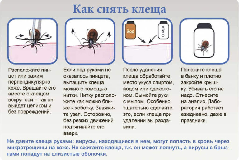 Оказание первой медицинской помощи при укусах змей и насекомых обж 6 класс презентация